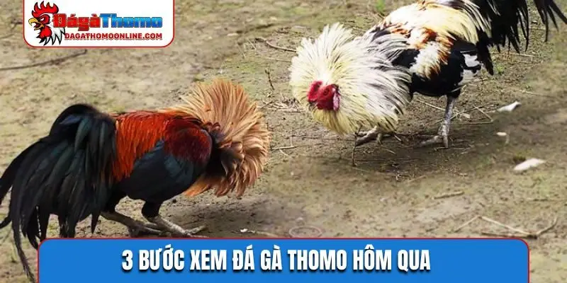 3 bước xem đá gà Thomo hôm qua