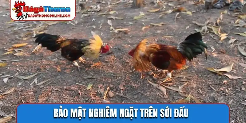 Bảo mật nghiêm ngặt trên sới đấu