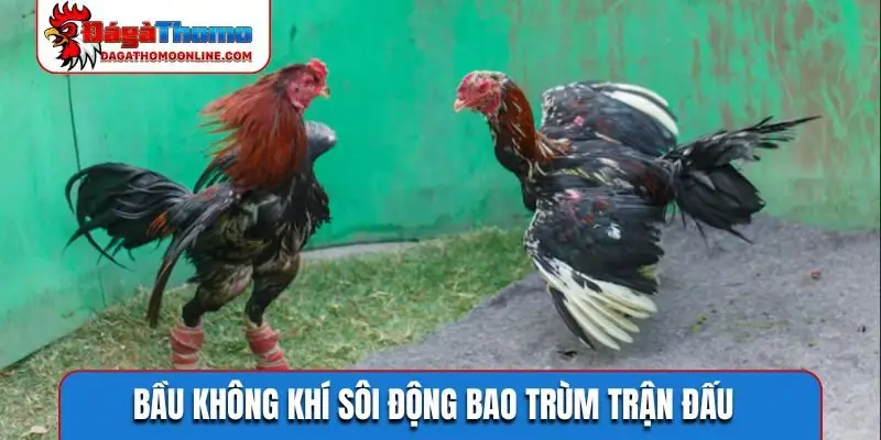 Bầu không khí sôi động bao trùm trận đấu