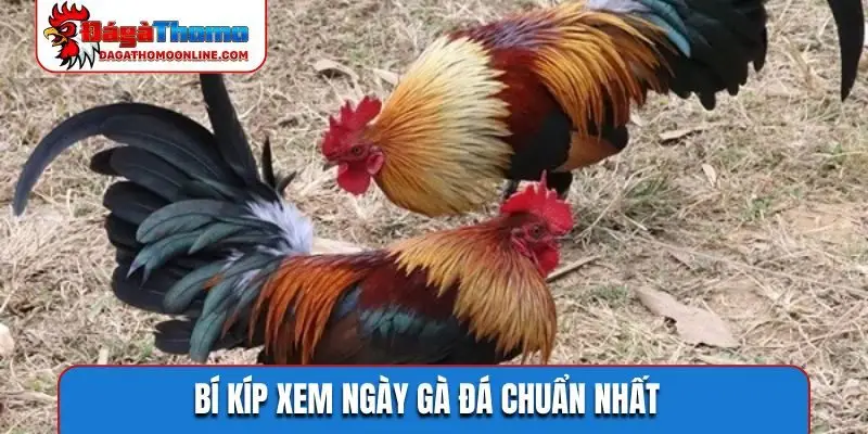 Bí kíp xem ngày gà đá chuẩn nhất