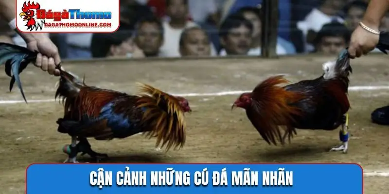 Cận cảnh những cú đá mãn nhãn