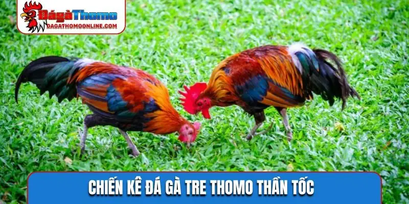 Chiến kê đá gà tre Thomo thần tốc