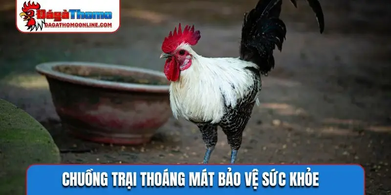Chuồng trại thoáng mát bảo vệ sức khỏe