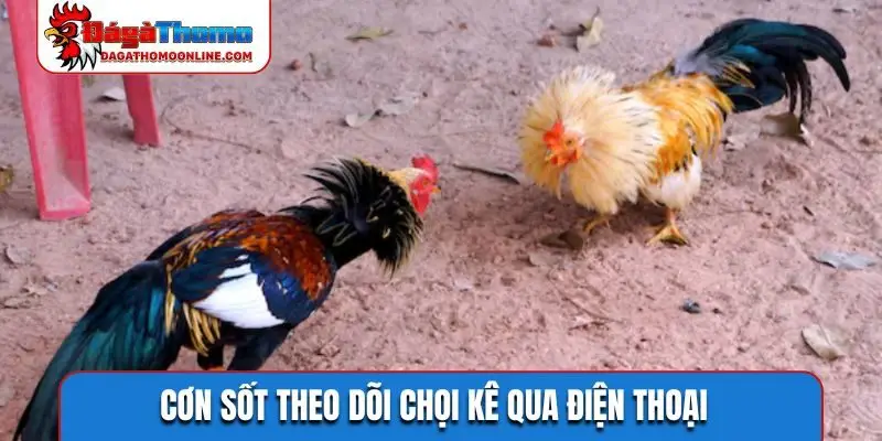 Cơn sốt theo dõi chọi kê qua điện thoại