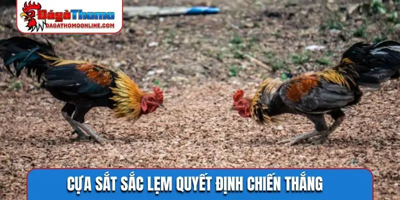 Cựa sắt sắc lẹm quyết định chiến thắng