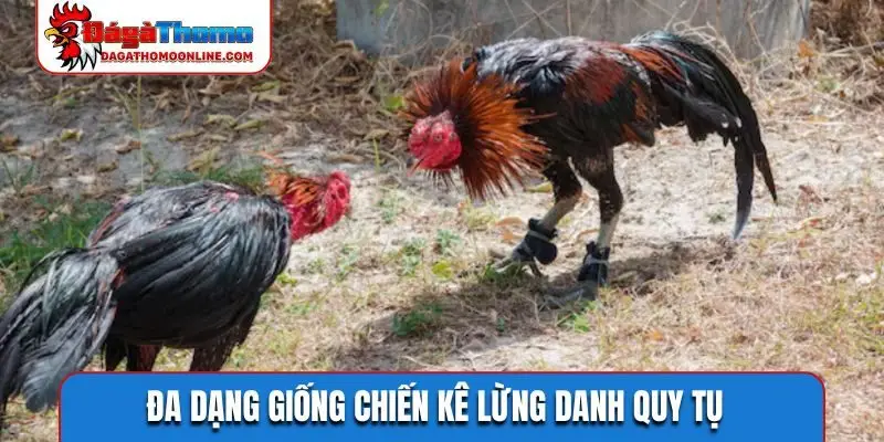 Đa dạng giống chiến kê lừng danh quy tụ