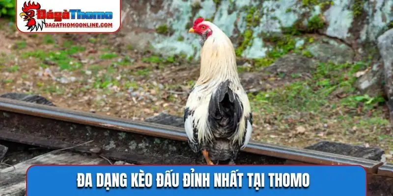 Đa dạng kèo đấu đỉnh nhất tại Thomo