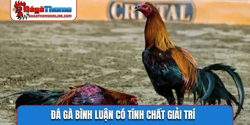 Đá gà bình luận có tính chất giải trí