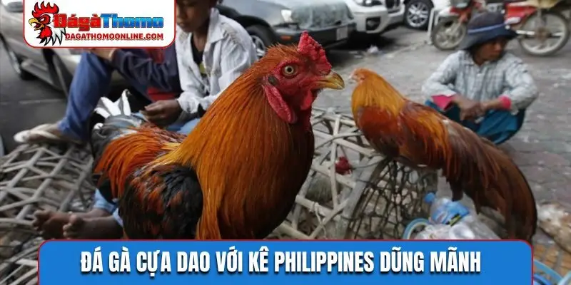 Đá gà cựa dao với kê Philippines dũng mãnh
