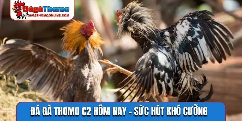 Đá gà Thomo C2 hôm nay