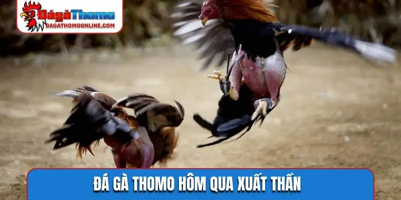 Đá gà Thomo hôm qua xuất thần