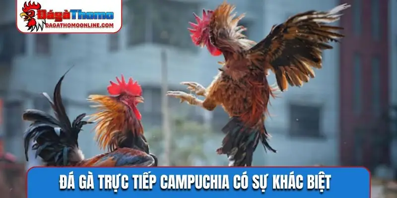 Đá gà trực tiếp Campuchia có sự khác biệt