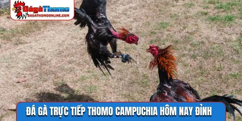 Đá gà trực tiếp Thomo Campuchia hôm nay đỉnh nhất