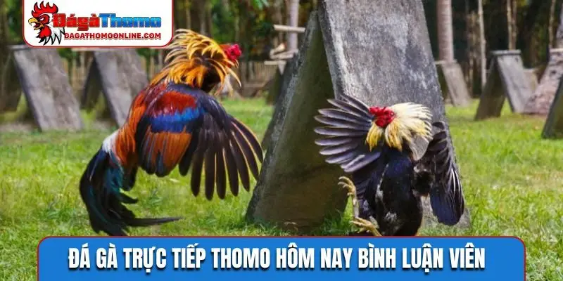 Đá gà trực tiếp Thomo hôm nay bình luận viên