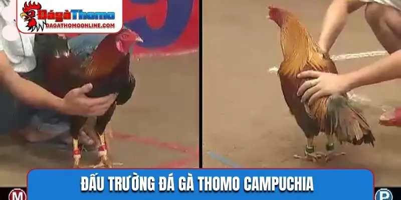 Đấu trường đá gà Thomo Campuchia