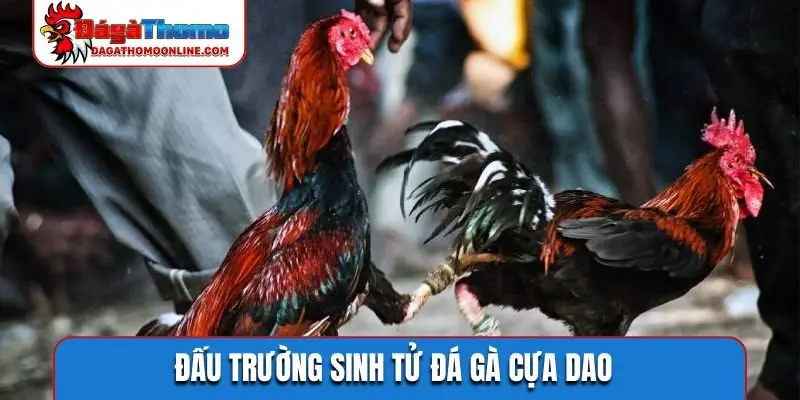 Đấu trường sinh tử đá gà cựa dao