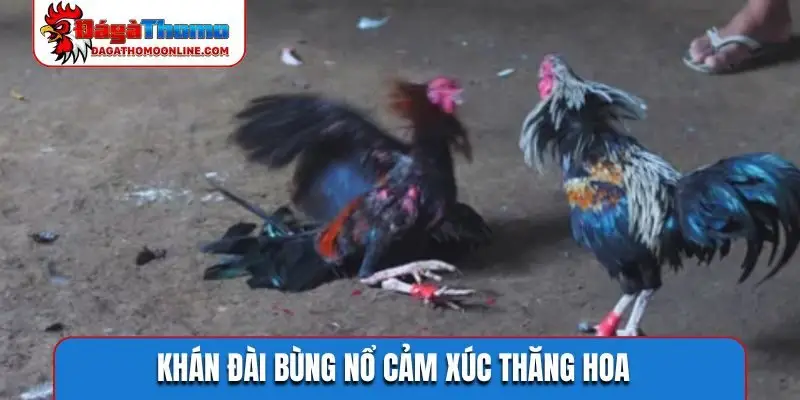 Khán đài bùng nổ cảm xúc thăng hoa