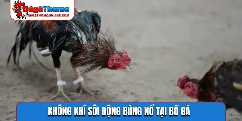 Không khí sôi động bùng nổ tại bồ gà