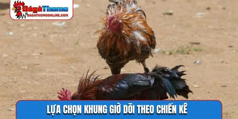 Lựa chọn khung giờ dõi theo chiến kê