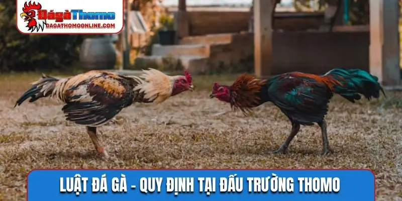 Luật đá gà
