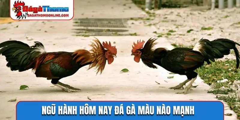 Ngũ hành hôm nay đá gà màu nào mạnh