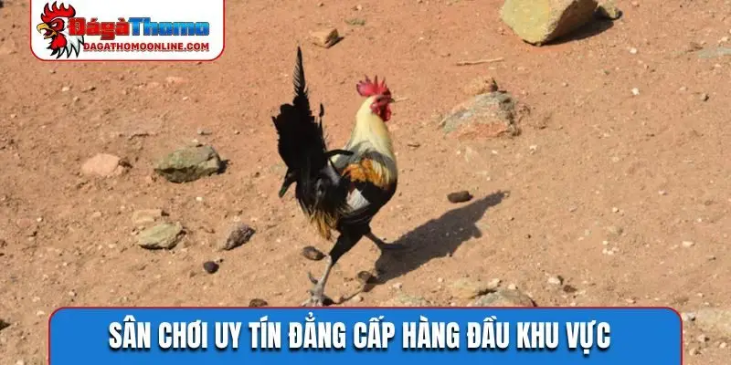Sân chơi uy tín đẳng cấp hàng đầu khu vực