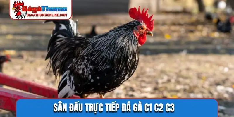 Sân đấu trực tiếp đá gà C1 C2 C3