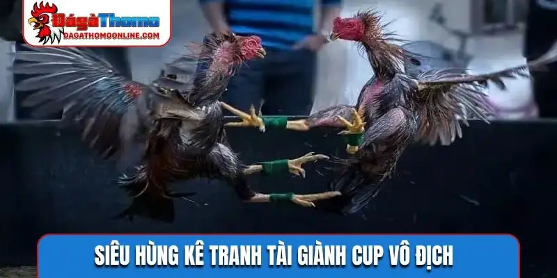 Siêu hùng kê tranh tài giành cup vô địch