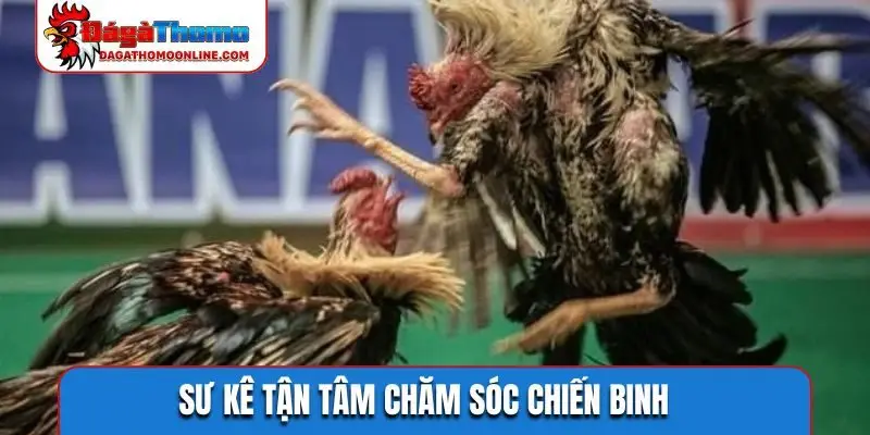 Sư kê tận tâm chăm sóc chiến binh