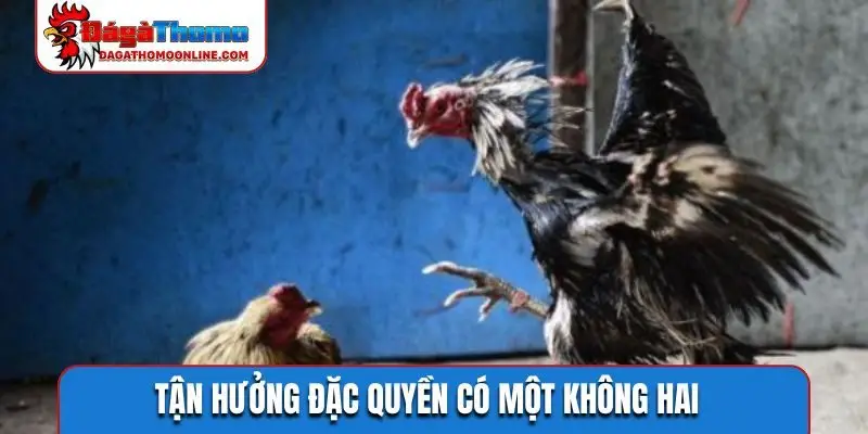Tận hưởng đặc quyền có một không hai