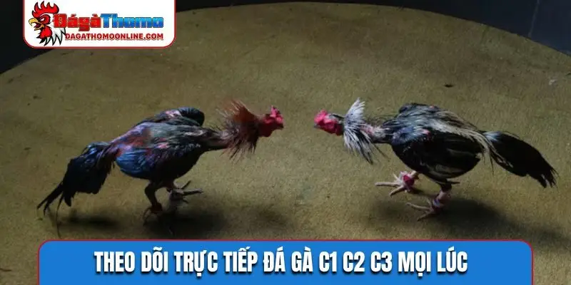 Theo dõi trực tiếp đá gà C1 C2 C3 mọi lúc