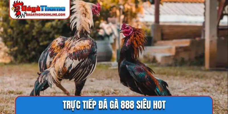Trực tiếp đá gà 888 siêu hot