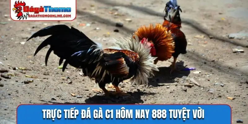 Trực tiếp đá gà C1 hôm nay 888