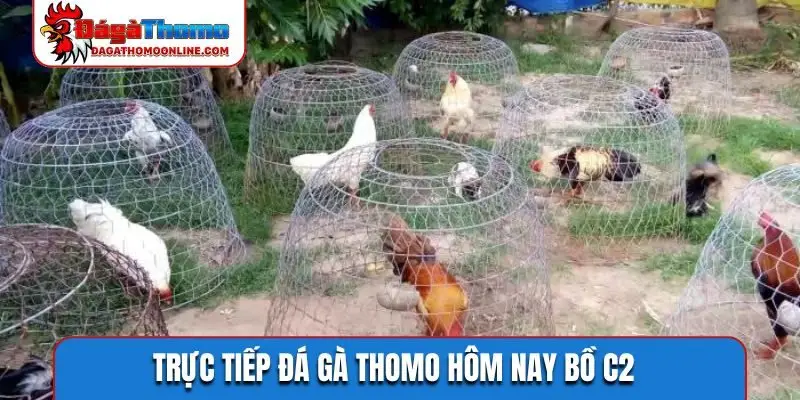 Trực tiếp đá gà Thomo hôm nay bồ C2