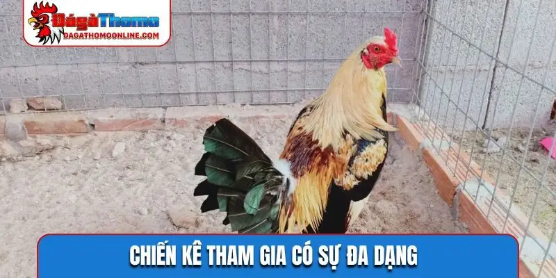 Chiến kê tham gia có sự đa dạng