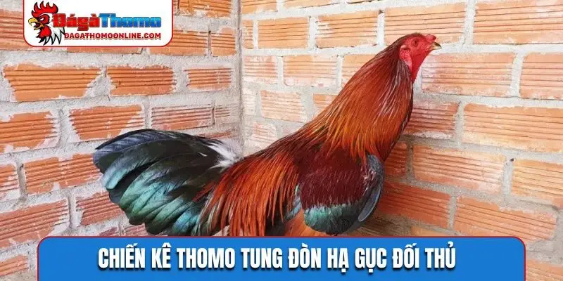 Chiến kê Thomo tung đòn hạ gục đối thủ