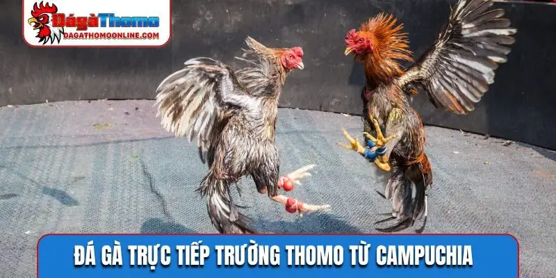 Đá gà trực tiếp trường Thomo