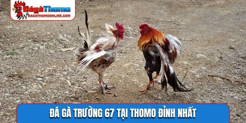 Đá gà trường 67 tại Thomo đỉnh nhất