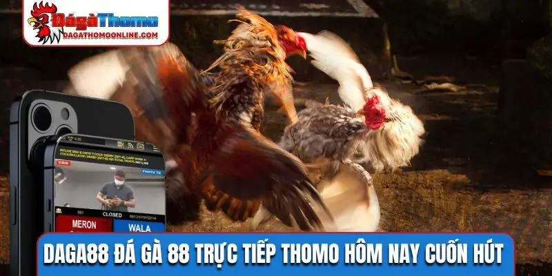 Daga88 đá gà 88 trực tiếp Thomo hôm nay
