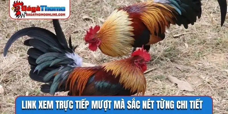 Link xem trực tiếp mượt mà sắc nét từng chi tiết