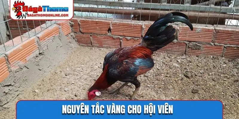 Nguyên tắc vàng cho hội viên