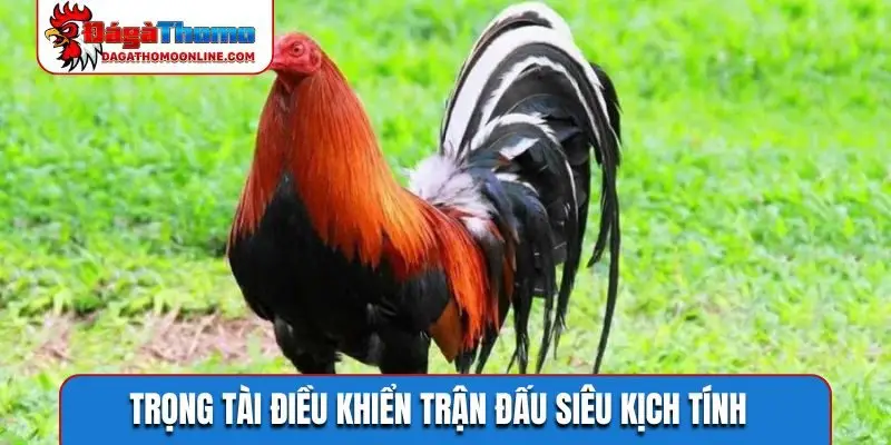 Trọng tài điều khiển trận đấu siêu kịch tính