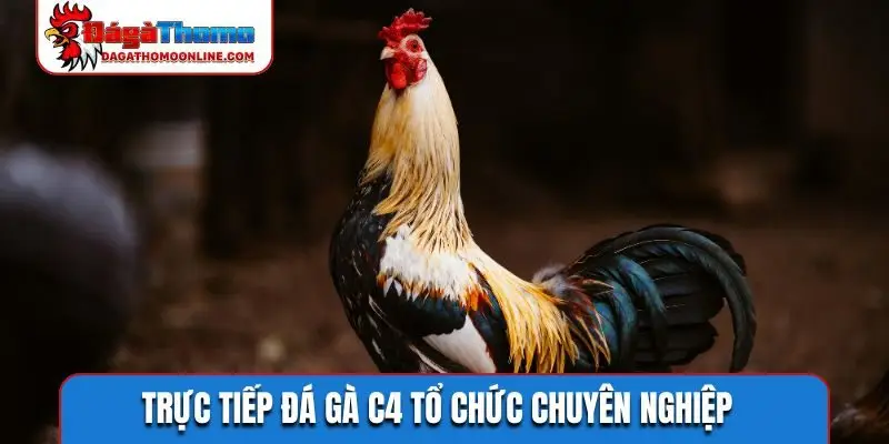 Trực tiếp đá gà C4 tổ chức chuyên nghiệp