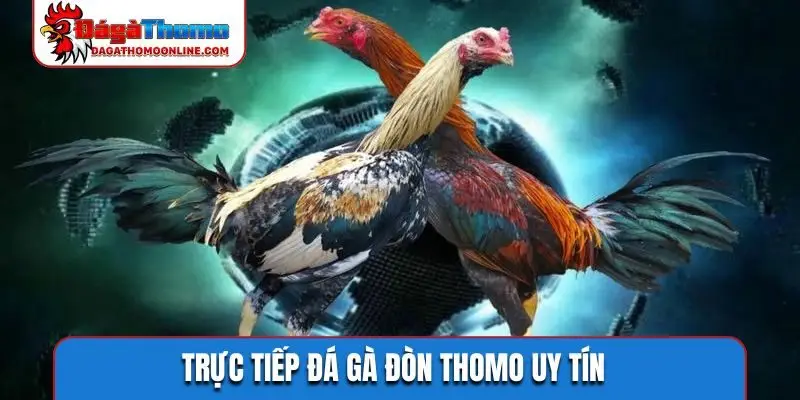 Trực tiếp đá gà đòn Thomo