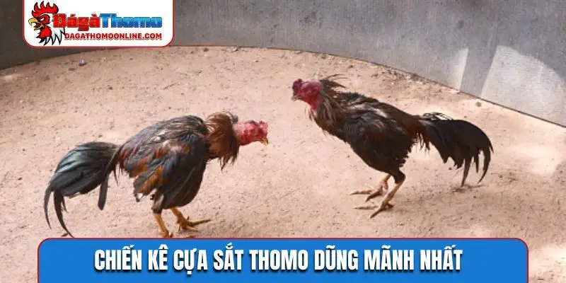 Chiến kê cựa sắt Thomo dũng mãnh nhất