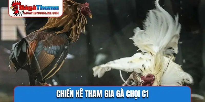 Chiến kê tham gia gà chọi C1
