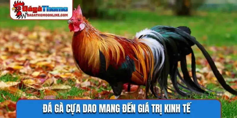 Đá gà cựa dao mang đến giá trị kinh tế