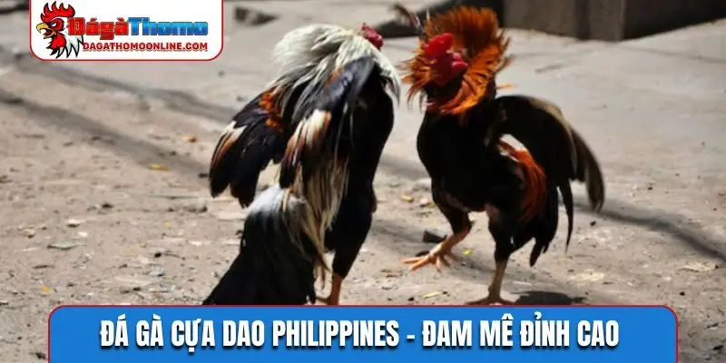 đá gà cựa dao Philippines