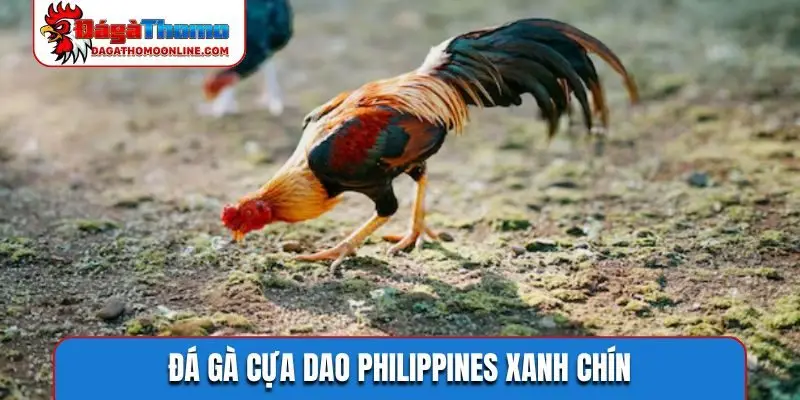Đá gà cựa dao Philippines xanh chín
