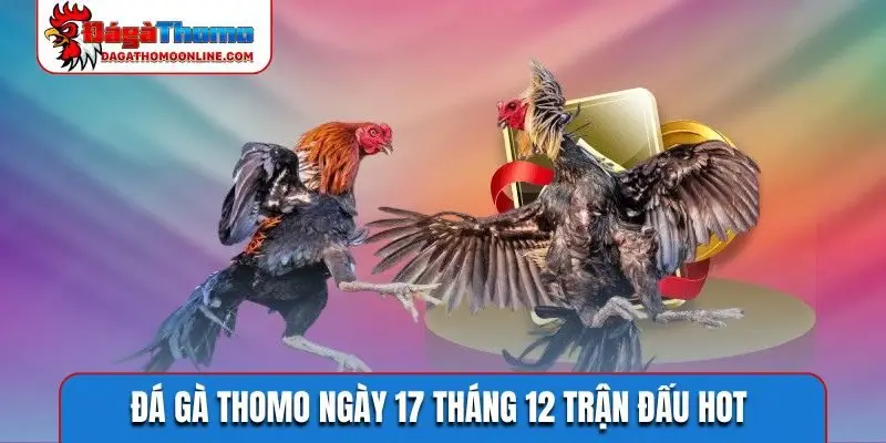 đá gà Thomo ngày 17 tháng 12